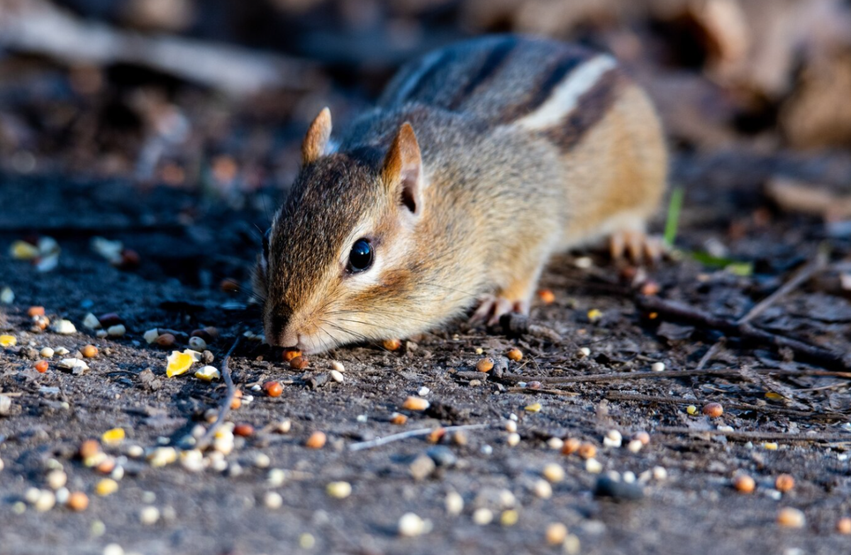 squirrels